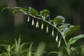 Polygonatum multiflorum Solomon`s seal, David`s harp, ladder-to-heaven, Eurasian Solomon`s seal is a species of flowering plant