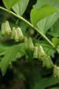 Polygonatum multiflorum