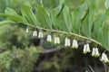 Polygonatum multiflorum