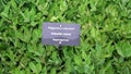 Polygonatum odoratum, angular Solomon\'s seal or scented Solomon\'s seal. Medicinal herb