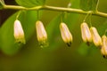 Polygonatum odoratum flower, known as corner Solomon's seal or scented Solomon's seal