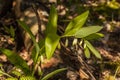 Polygonatum odoratum in the forest