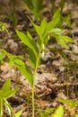 Polygonatum odoratum in the forest