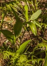 Polygonatum odoratum in the forest