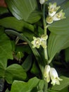 Polygonatum odoratum Solomon`s seal