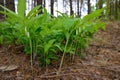 Polygonatum odoratum, Solomon`s seal or scented Solomon`s seal