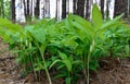 Polygonatum odoratum, Solomon`s seal or scented Solomon`s seal