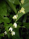 Polygonatum odoratum Solomon`s seal