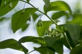 Polygonatum odoratum white forest flowers in bloom, springtime wild flowering plant