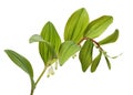 Polygonatum sibiricum isolated