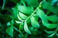 Polygonatum Solomon`s Seal in the garden