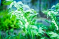 Polygonatum Solomon`s Seal in the garden