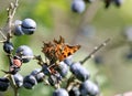 Polygonia c-album Royalty Free Stock Photo