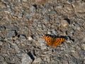 Polygonia c-album aka Comma butterfly resting on ground in the sun. Royalty Free Stock Photo