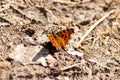 Polygonia c-album, anglewing butterflies