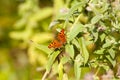 Polygonia c-album, anglewing butterflies Royalty Free Stock Photo