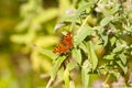 Polygonia c-album, anglewing butterflies