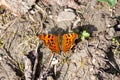 Polygonia c-album, anglewing butterflies