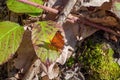 Polygonia c-album comma brown butterfly