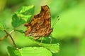 Polygonia c-album , The comma butterfly on green leaf