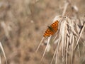 Polygonia c-album, the comma butterfly perched on dry grass in early spring Royalty Free Stock Photo