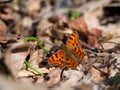 Polygonia c-album, the comma butterfly perched on ground in early spring Royalty Free Stock Photo