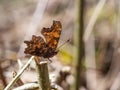 Polygonia c-album, the comma butterfly perched on plant in early spring Royalty Free Stock Photo
