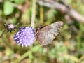 Polygonia c-album comma butterfly underside with white c mark Royalty Free Stock Photo