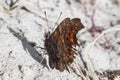 Polygonia c-album, the comma, butterfly in the wild Royalty Free Stock Photo