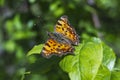 Polygonia c-album, the comma, butterfly in the wild Royalty Free Stock Photo