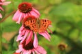 Comma on Echinacea