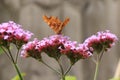 Comma on Verbena