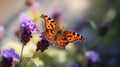 Comma butterfly on flower