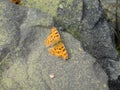 butterfly on the ground