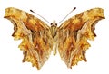 Polygonia egea