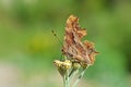 Polygonia egea , the southern comma butterfly on flower , butterflies of Iran Royalty Free Stock Photo