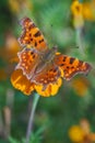 Polygonia interrogationis, the question mark butterfly Royalty Free Stock Photo