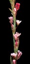 Polygonum arenastrum family Polygonaceae or equal-leaved knotgrass, knotweed, prostrate knotweed, mat grass