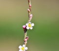 Polygonum aviculare, common knotgrass