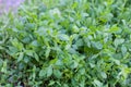 Polygonum aviculare or common knotgrass is a plant related to buckwheat and dock Royalty Free Stock Photo