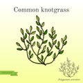 Polygonum aviculare or common knotgrass Royalty Free Stock Photo