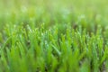 Polygonum aviculare, common knotgrass, prostrate knotweed, birdweed, pigweed and lowgrass. Young green grass sprouts on green