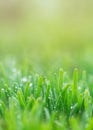 Polygonum aviculare, common knotgrass, prostrate knotweed, birdweed, pigweed and lowgrass. Young green grass sprouts on green