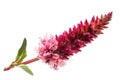 Polygonum Bistorta Flower On White Background, Close Up Royalty Free Stock Photo