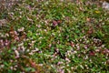 Polygonum Capitatum flowers in full bloom Royalty Free Stock Photo