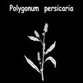 Polygonum lapathifolia pale persicaria vector tattoo illustration