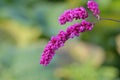 Polygonum orientale Royalty Free Stock Photo