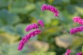 Polygonum orientale