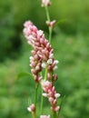 Polygonum persicaria Royalty Free Stock Photo