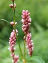 Polygonum persicaria Royalty Free Stock Photo